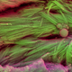 Illustration for article titled 75 Million-Year-Old Blood Cells Found in Dinosaur Fossils